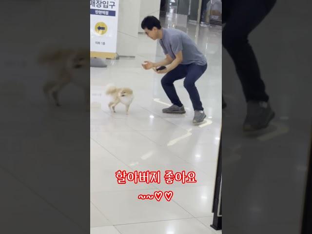 심쿵이의 일상 #dog #funnyanimal #funnydog #강아지브이로그 #반려동물 #심쿵이