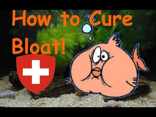 How to cure fish bloat (2 ways to do it)