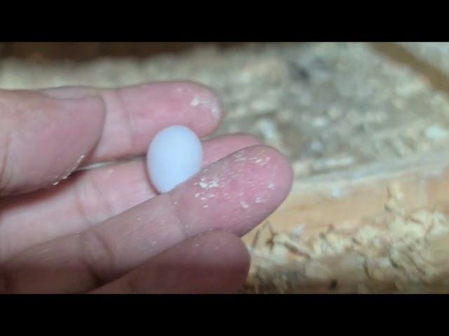 Strange egg in my cockatiel's nest/Tiny cockatiel egg/@CockatielParrots_q6m