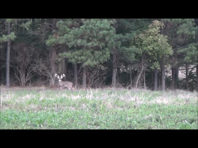 Illinois giant whitetail