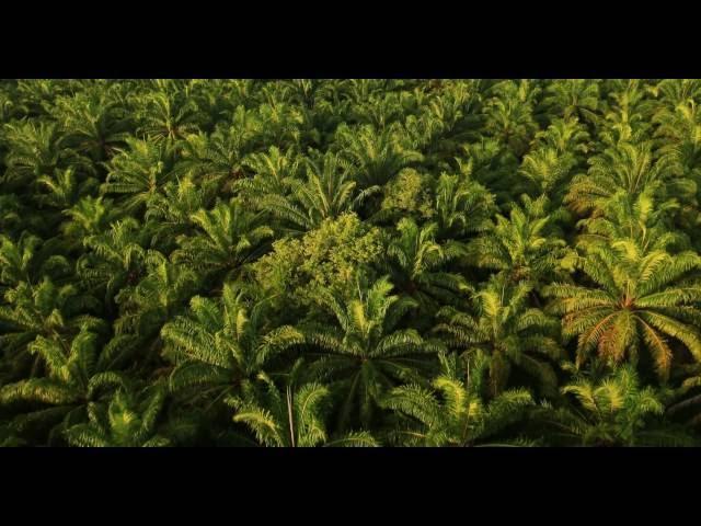 Plantations International Malaysia drone fly over of palm oil plantation