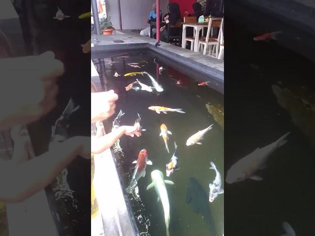 Kolam Ikan Koi Transparan di Soto Subango Sambi Kediri