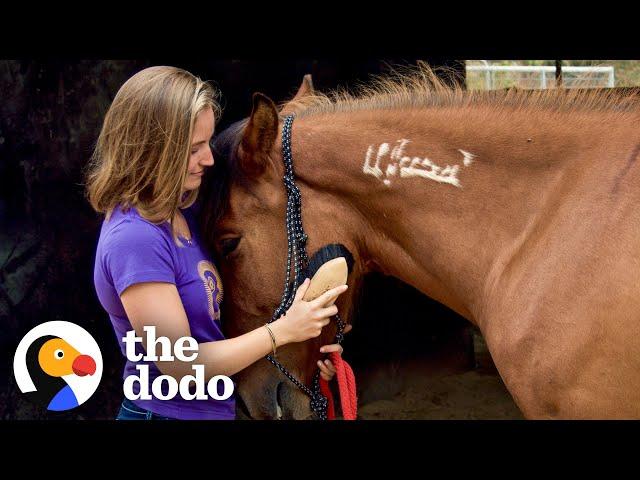 Horse Found On Craigslist Recognizes His First Mom After 2 Years | The Dodo Faith = Restored