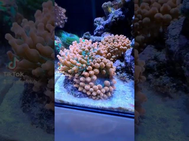 nice nano tank