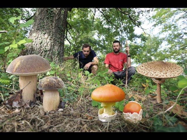 PORCINI, AMANITE e altri FUNGHI autunnali