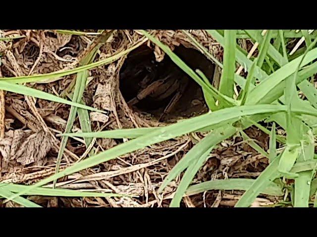 Sydney Funnel Web Spider VS Wolf Spider  Who is more aggressive?