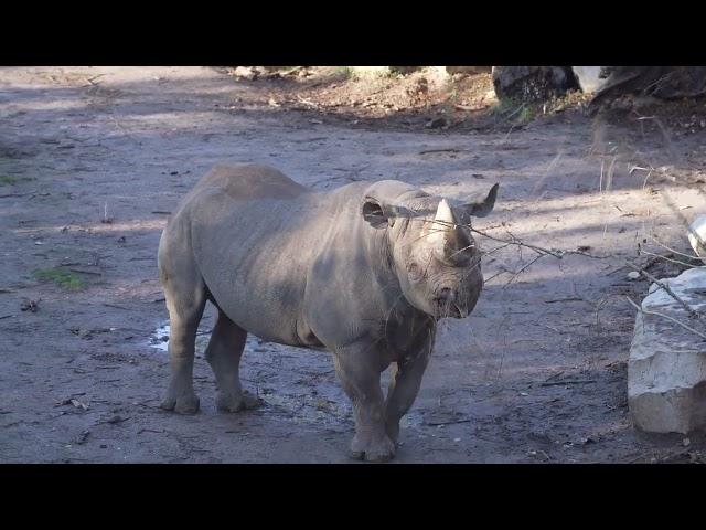 rhinoceros video 4k,nashorn video,Nashorn zoo,zoo animals 4k,Zoo Videos,Zoo Leipzig