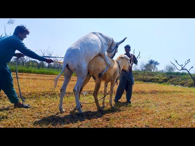 Donkey mating first time video