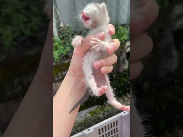 Someone left new born baby kitten on the street