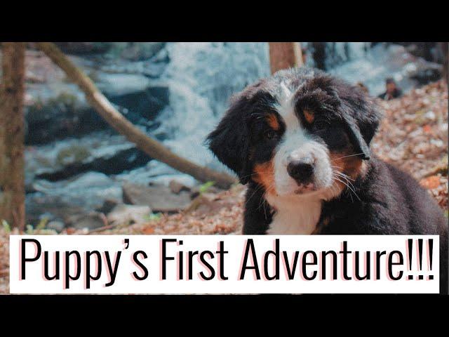 Pupdate: 9 WEEK OLD PUPPY'S FIRST ADVENTURE!!! (Cuteness OVERLOAD) | Emma Bauer