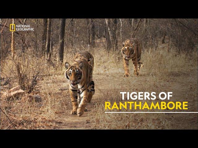 Tigers of Ranthambore  | Tiger’s Revenge| हिंदी | Full Episode | S1 - E1 | Nat Geo