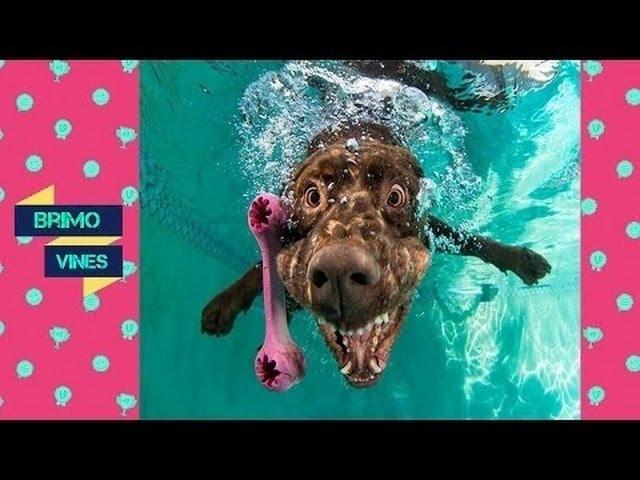 lustige Videos - lustige videos zum totlachen - Lustig Hund Reben Zusammenstellung Mai 2016