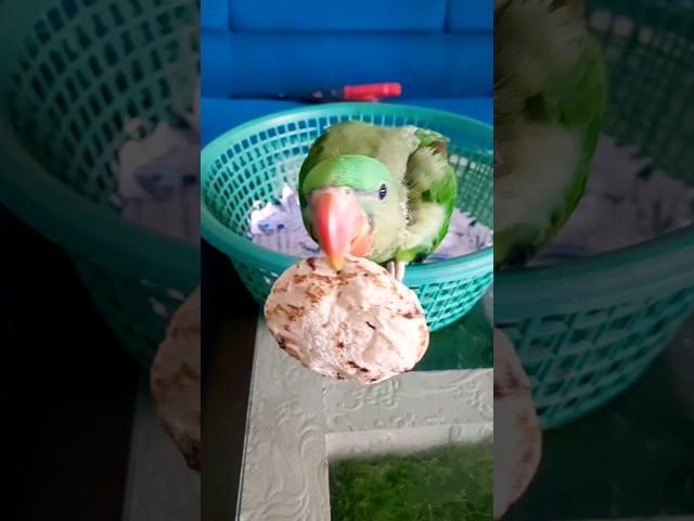 Mitthu ko Roti do, #parrottalking #parrotlover #funny #mojo #parrot