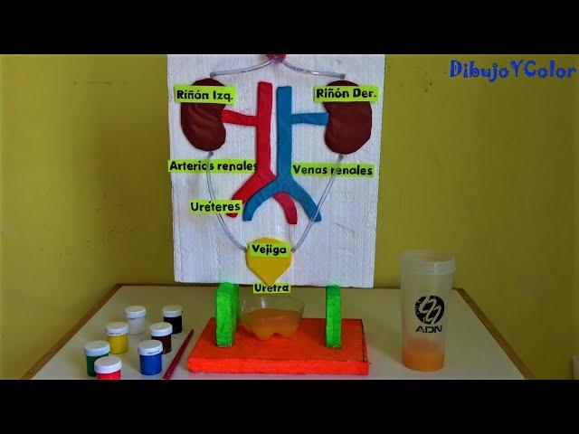 Como hacer MAQUETA del SISTEMA URINARIO FACIL/ proyectos caseros/ DibujoYColor