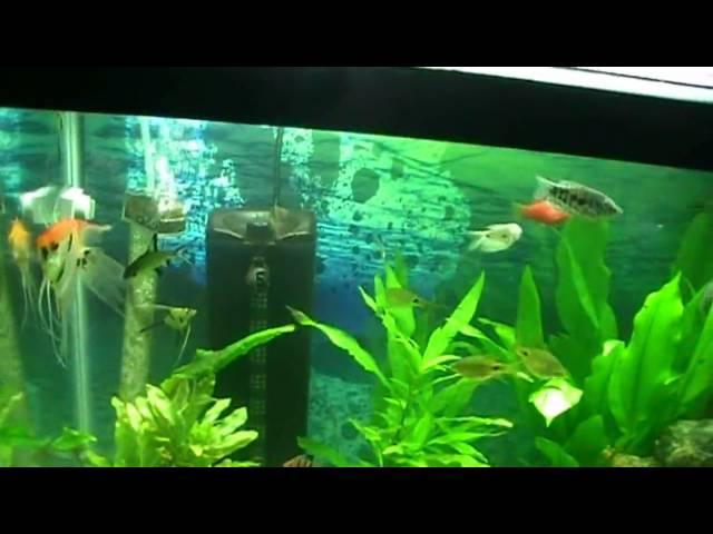 55 Gallon Fresh Water Fish Tank Vlog4