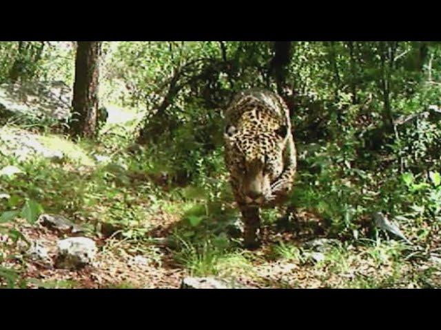 'El Jefe': Famous southern Arizona jaguar spotted for first time in 7 years