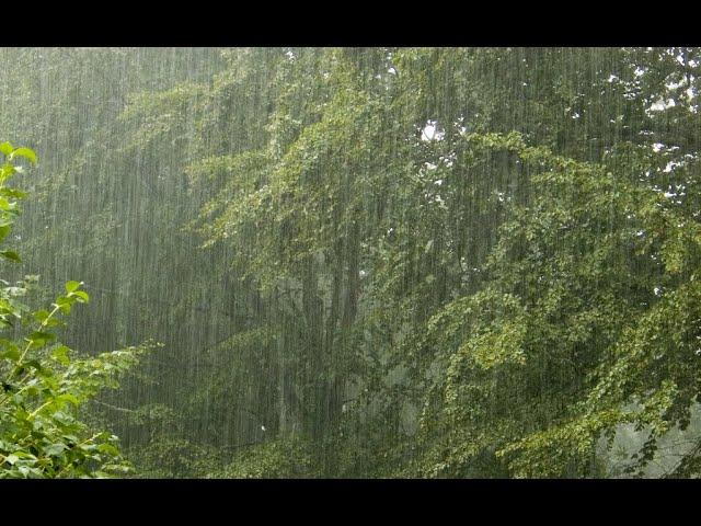 Rain beauty| Beautiful weather