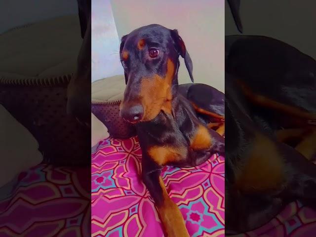 ️ doberman #doglover
