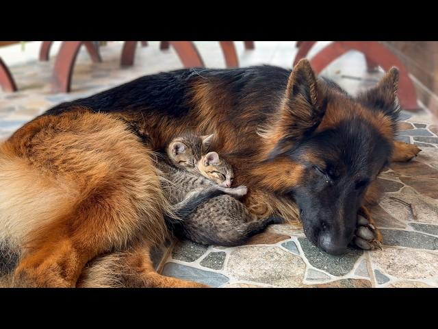 Kittens Can't Sleep Without Their Favorite German Shepherd