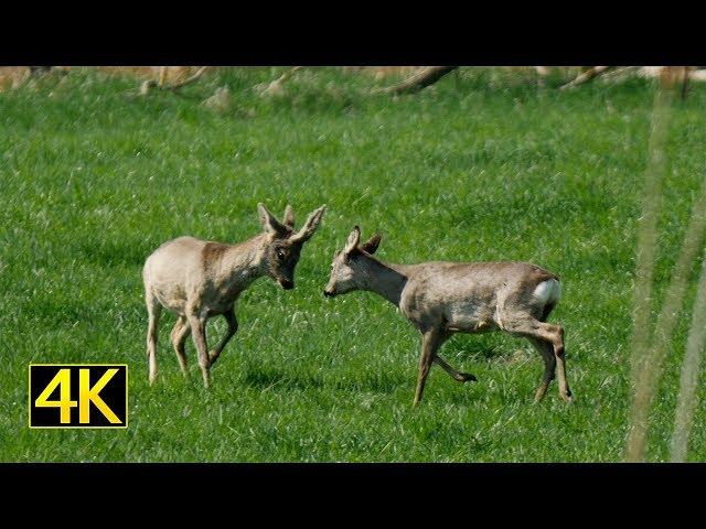 Rehböcke kämpfen spielerisch (roebucks fight playfully) 4K