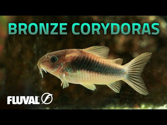 Species Spotlight | Bronze Corydoras