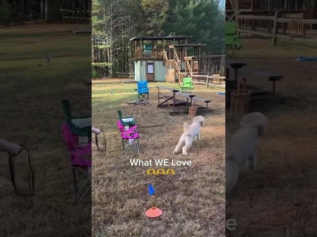 Dog LOVES scentwork 🫶️ #scentwork #nosework #dogsports #dogmom #doglife #snifferdogs
