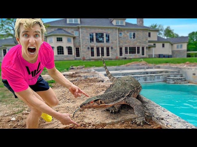 Massive Alligator in my BACKYARD SWIMMING POOL!!