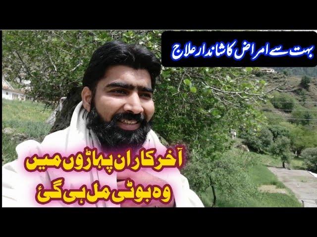 Amazing medicinal herb kheyber paktonkha | fumitory health benefits in urdu | farooqi Dawakhana