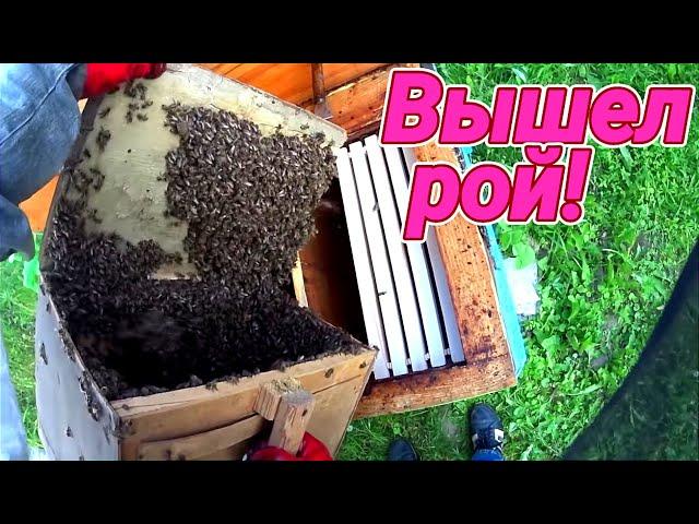 Вылетел рой на пасеке! Пчеловодство легко и просто. Пасека для начинающих. Как посадить рой?