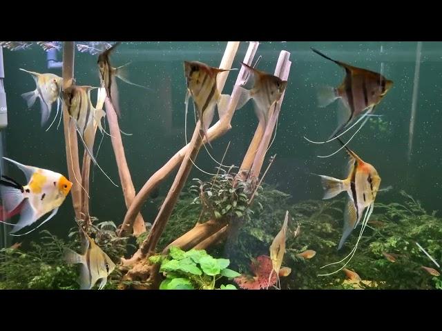 Der Pterophyllum scalare