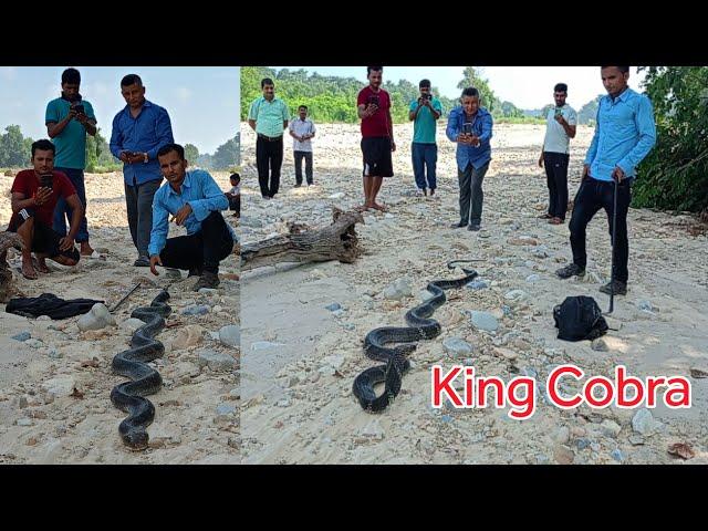   World Big King cobra snake rescue in Nepal नेपाल को सबै भन्दा ठूलो किंग कोब्रा सर्प भेटियो