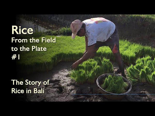 [1/2] Story of the Rice in Bali
