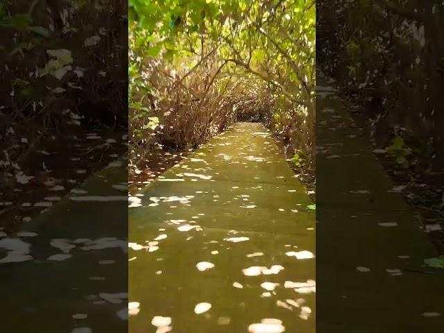 Riding in the jungle! #bicycle #riding #beach