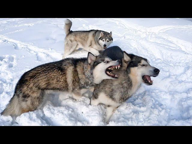 ОПАСНЫЙ ВЛОГ: Собаки на Замерзшей Реке