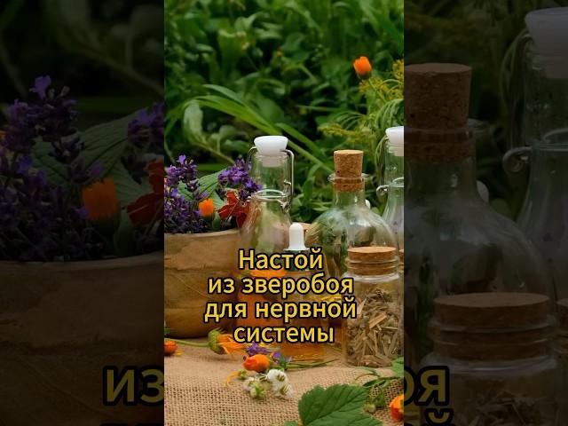 Настой из зверобоя для нервной системы #натуральное #народнаямедицина #рецепт #здоровыерецепты