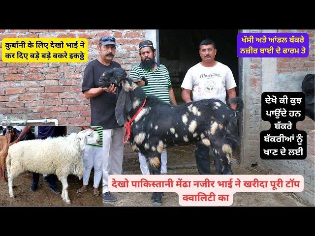 पाकिस्तानी बकरे और मैढे नज़ीर खान के फार्म पर देखें कया खिलाते हैं Goat Farming Sheep Farming #goat