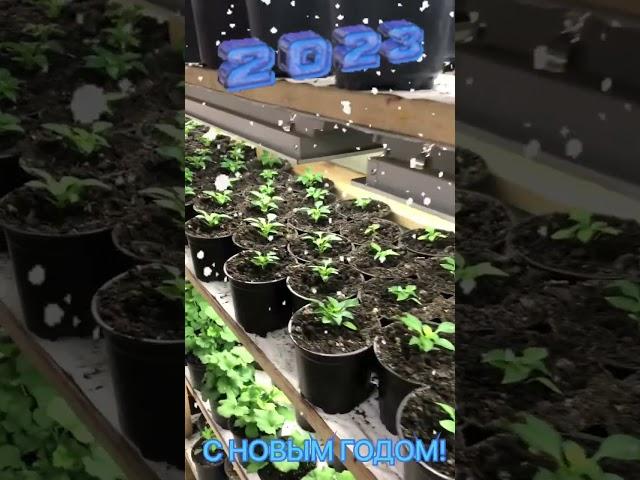 С наступающим? с НОВЫМ 2023 ГОДОМ!!!