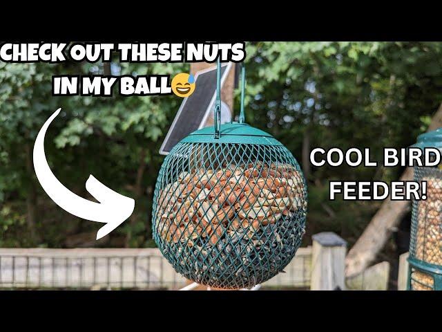 Perky-Pet GSB00344 Green Seed Ball Wild Bird Feeder REVIEW!