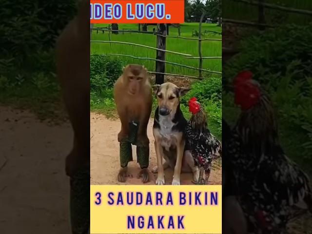 video lucu-3 saudara berbeda. #videolucu#berkahyoutube#