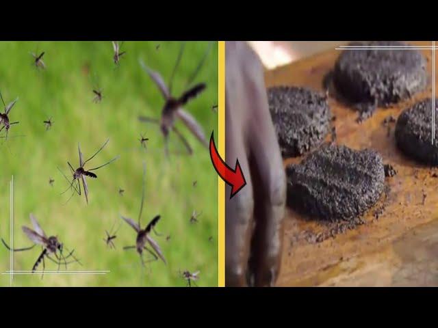 The Nutritious World of Mosquito Burgers in Africa | Africa's Unconventional Delight