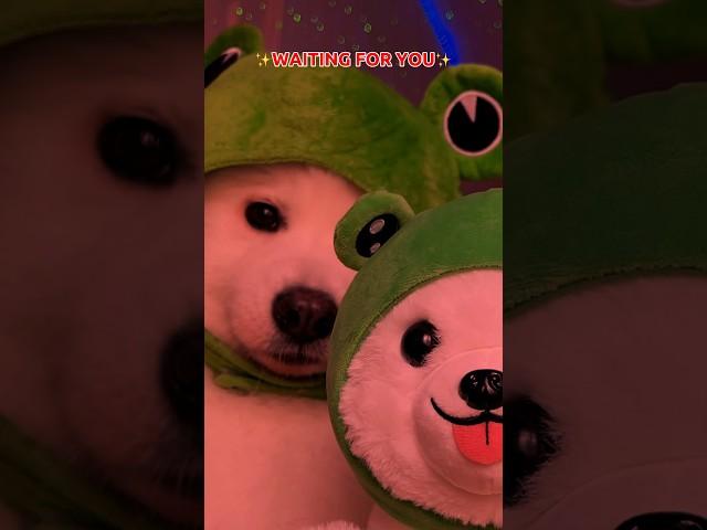 Send this to someone you LOVE ️ #funny #puppy #cute #dogsofinstagram #tiktok ib:wyattbclownin