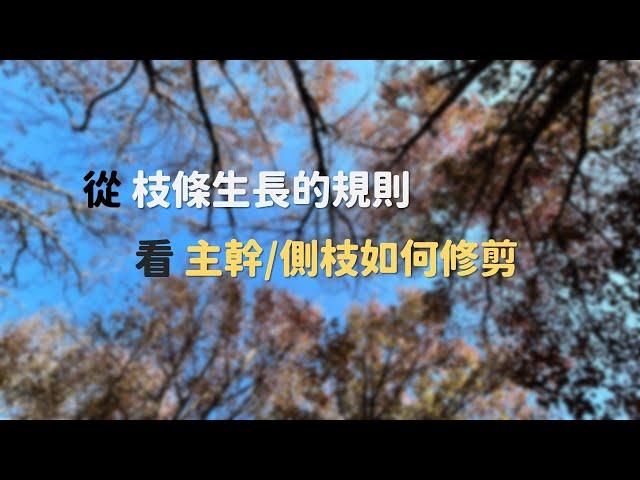 【樹呆子小學堂】從 #枝條生長的規則 看 #主幹側枝如何修剪