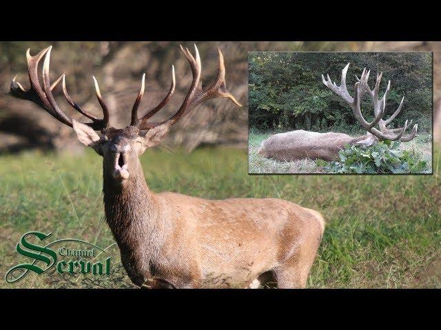 Hunting trophy deer in mating season - Jagd auf kapitalen Hirschen
