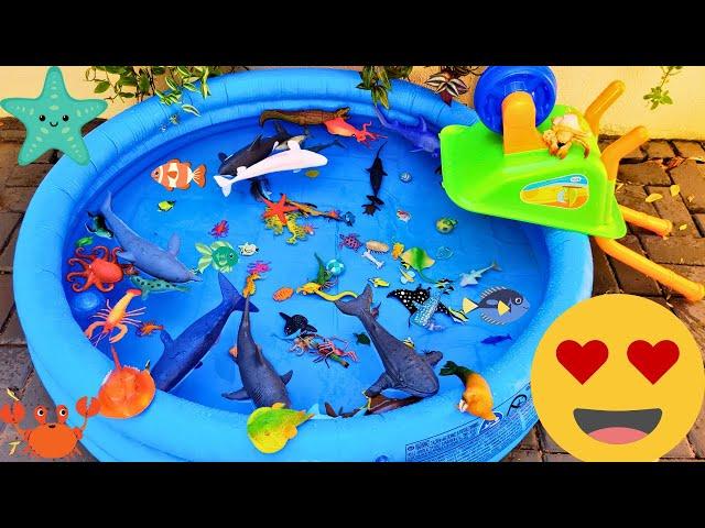 SEA ANIMALS FOR TODDLERS: SQUID, BLUE CRAB, STINGRAY, SAILFISH, LEAFY SEA DRAGON, AND OTHERS