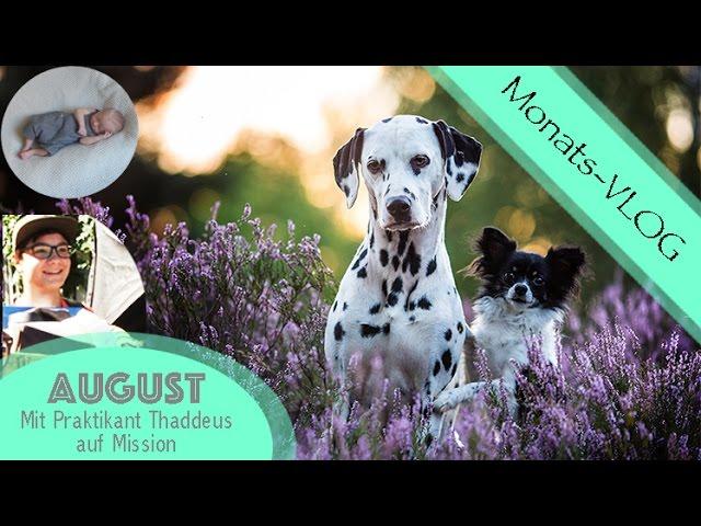 Monats-Vlog #2: August/ erster Praktikant / Heidesaison/ Hochzeit,- und Newbornshooting/ Hundekanal