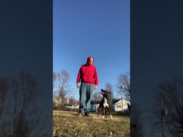 Work Your Dogs!