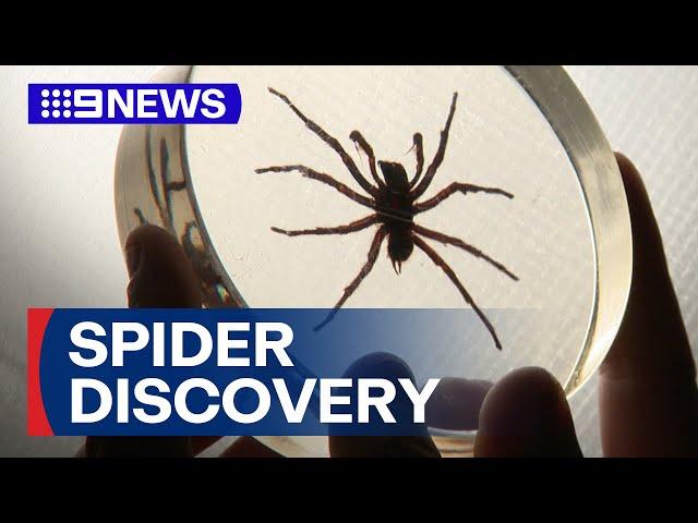 New species of funnel webs found near Sydney | 9 News Australia