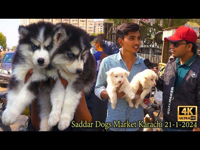 Saddar Biggest Dogs Market Karachi 21-1-24 Karachi صدر أكبر سوق للكلاب | कुत्तों का सबसे बड़ा बाज़ार