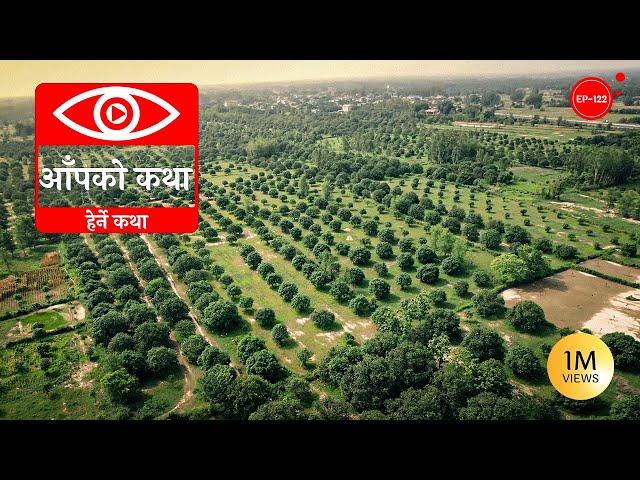 आँपको कथा | Story of Mango | Herne Katha EP122 - हेर्ने कथा