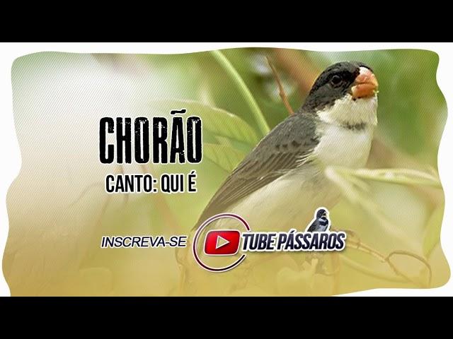 CHORÃO QUI É COM INTERVALO - PATATIVA CHORONA ( Sporophila Leucoptera ) #TubePássaros